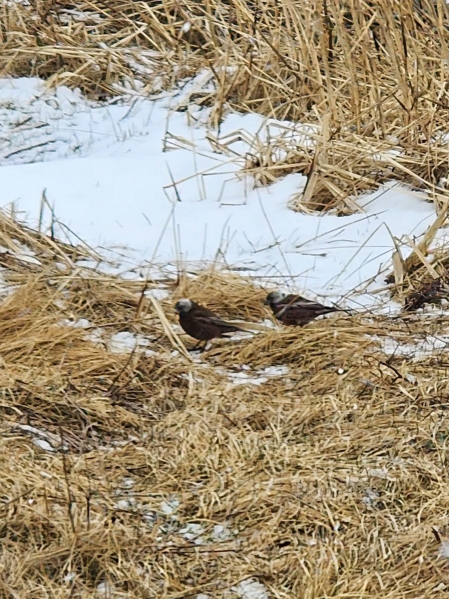 Gray-crowned Rosy-Finch (Aleutian and Kodiak Is.) - James Millsaps