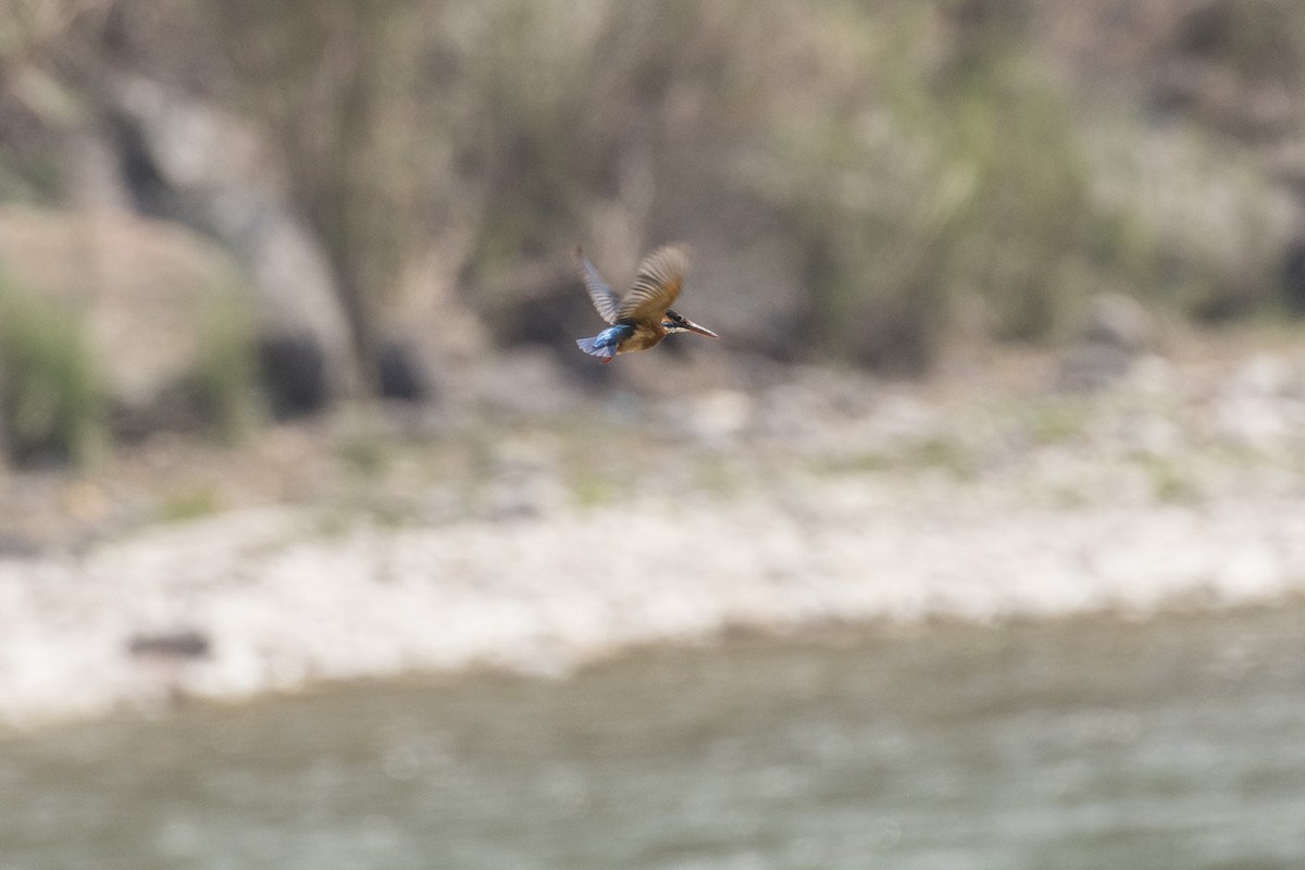 Common Kingfisher - ML617641632