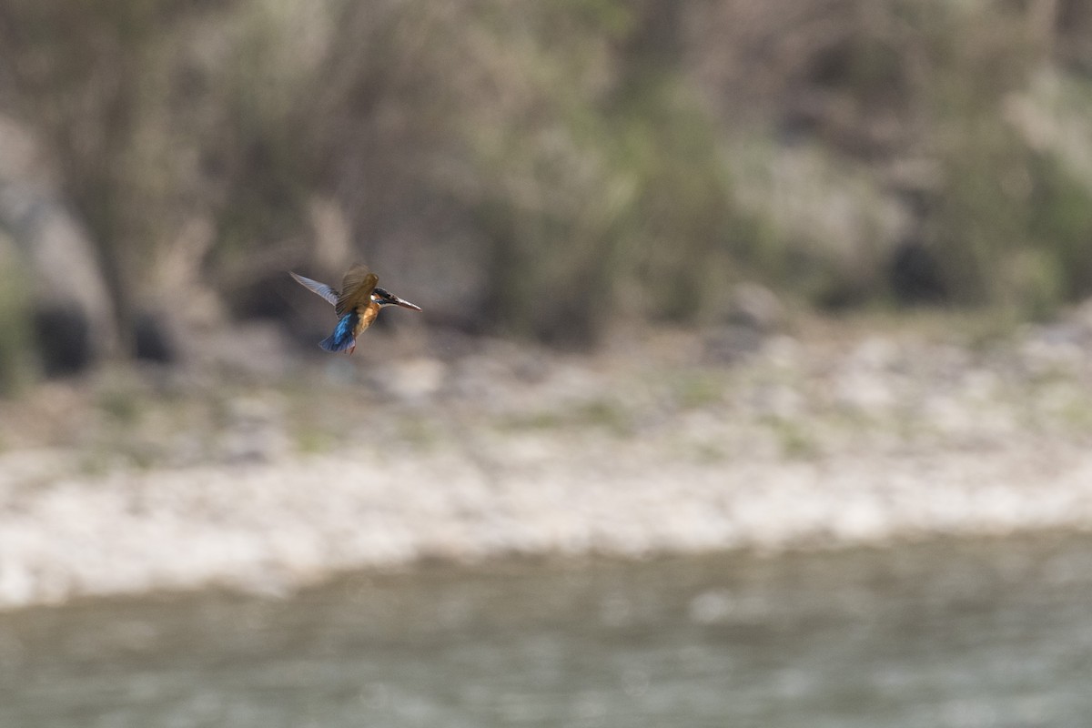 Common Kingfisher - ML617641633