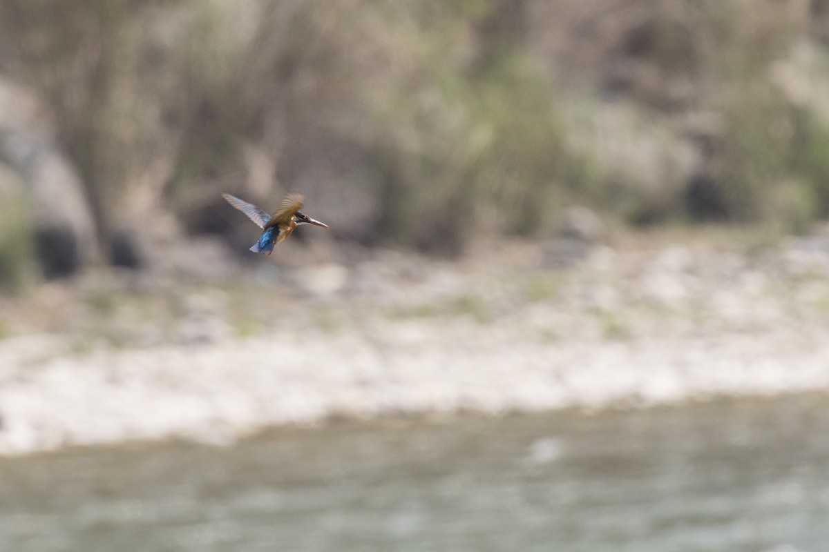 Common Kingfisher - Ramesh Shenai