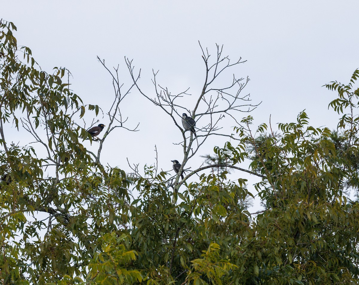 Gray Butcherbird - Paul Rankin