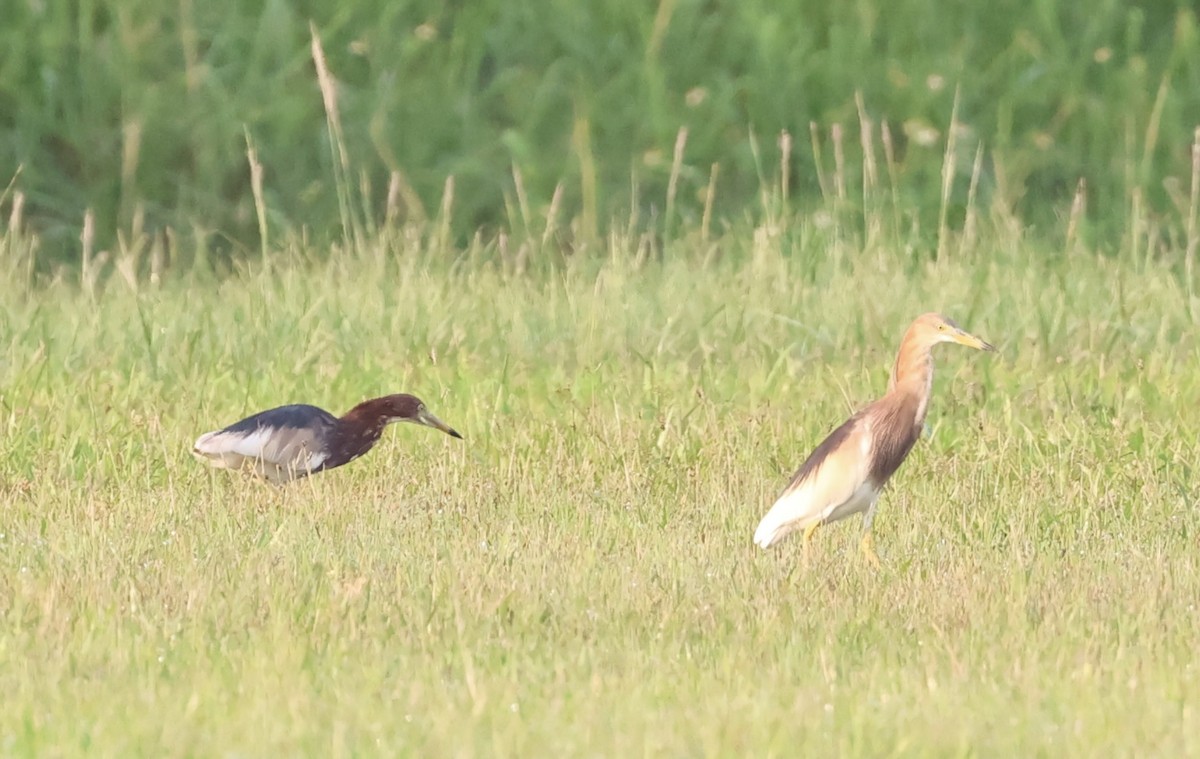 Javan Pond-Heron - ML617641670