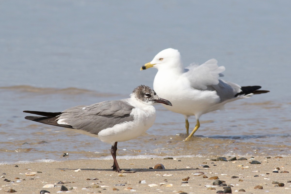 Gaviota Guanaguanare - ML617641700