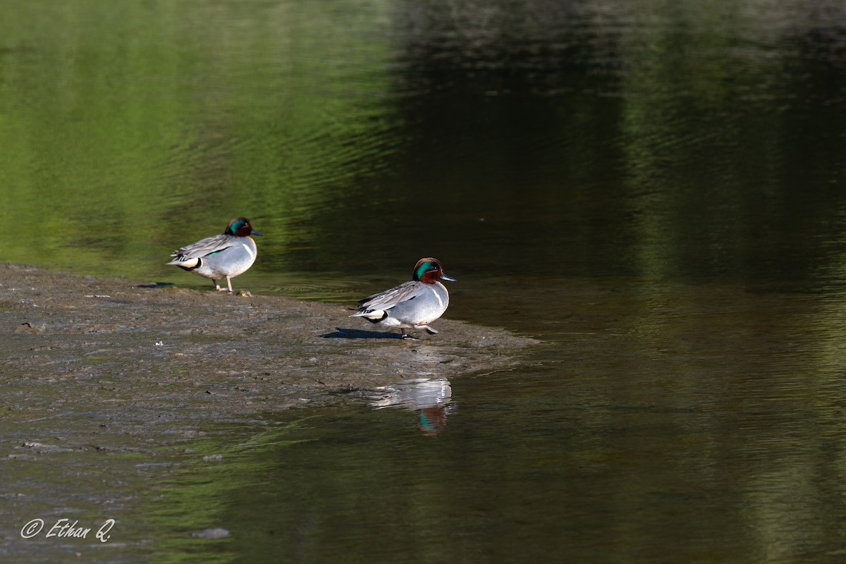 Green-winged Teal - ML617641720