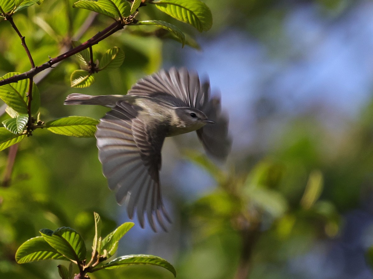 Warbling Vireo - Tim Bray