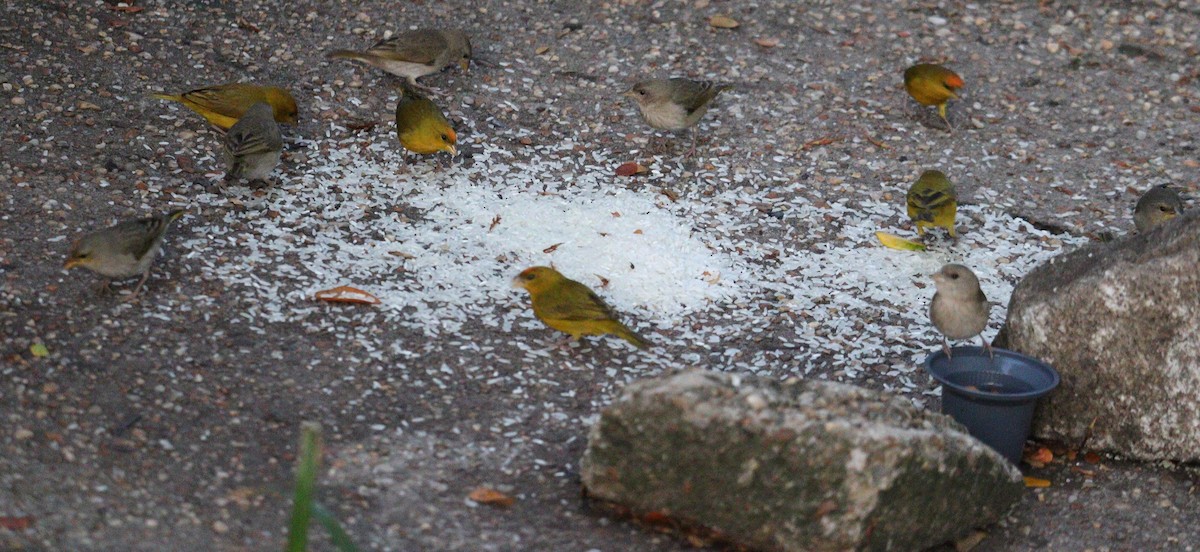 Orange-fronted Yellow-Finch - ML617641801