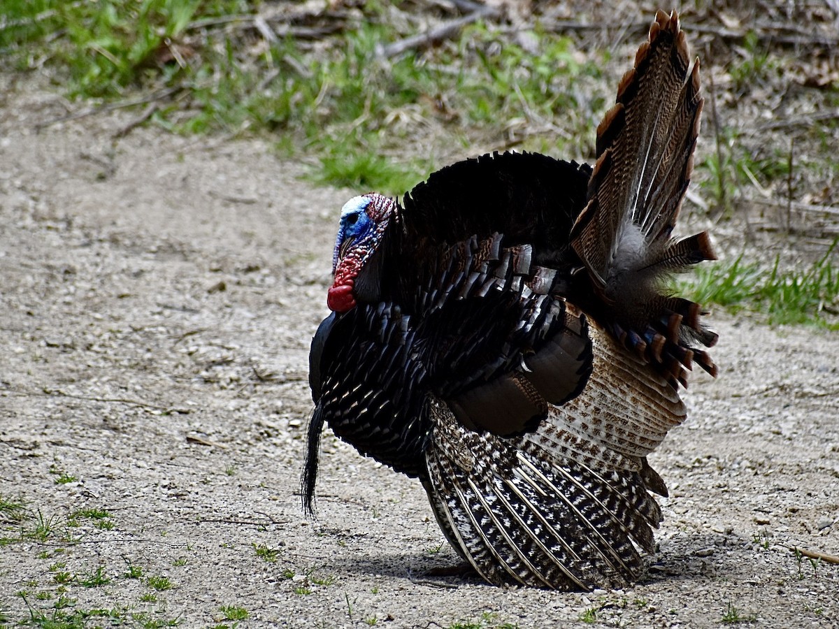 Wild Turkey - Dawn Pietrykowski