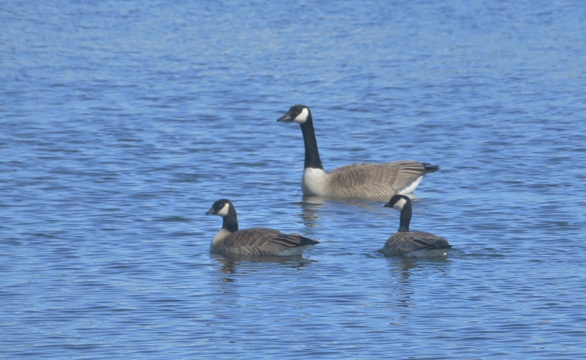 Cackling Goose - ML617641821