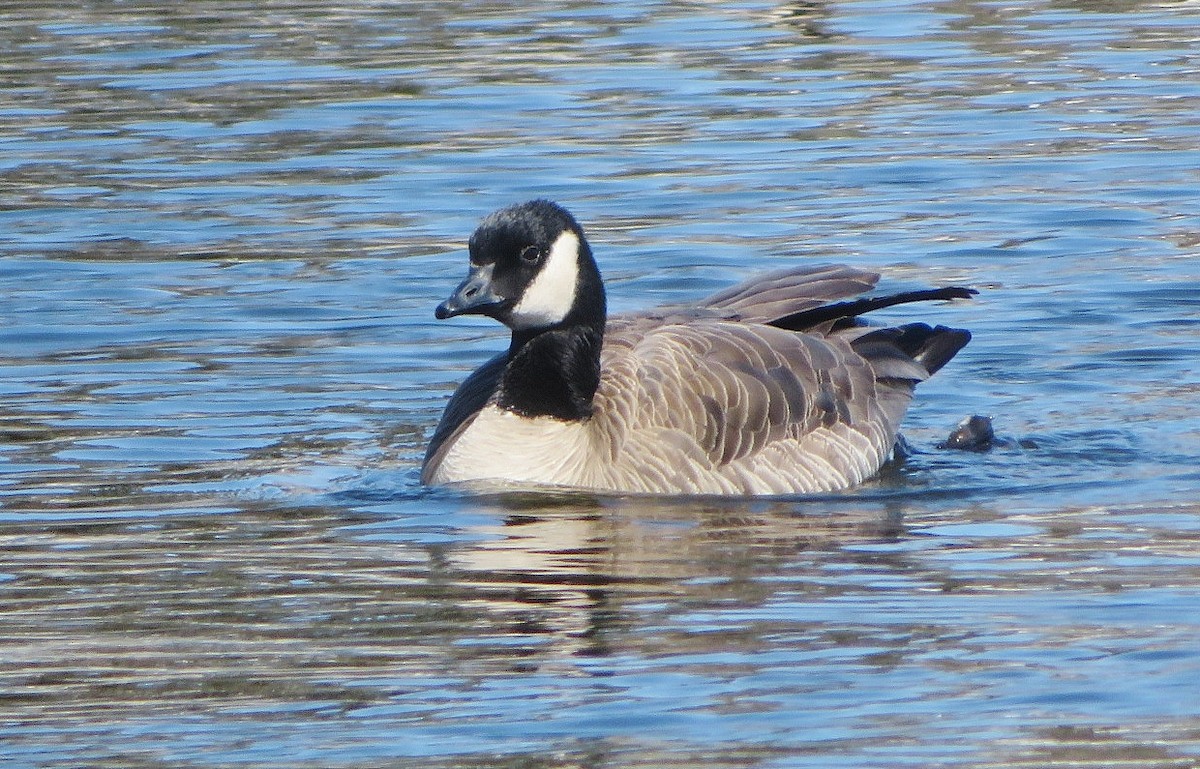 Cackling Goose - ML617641830