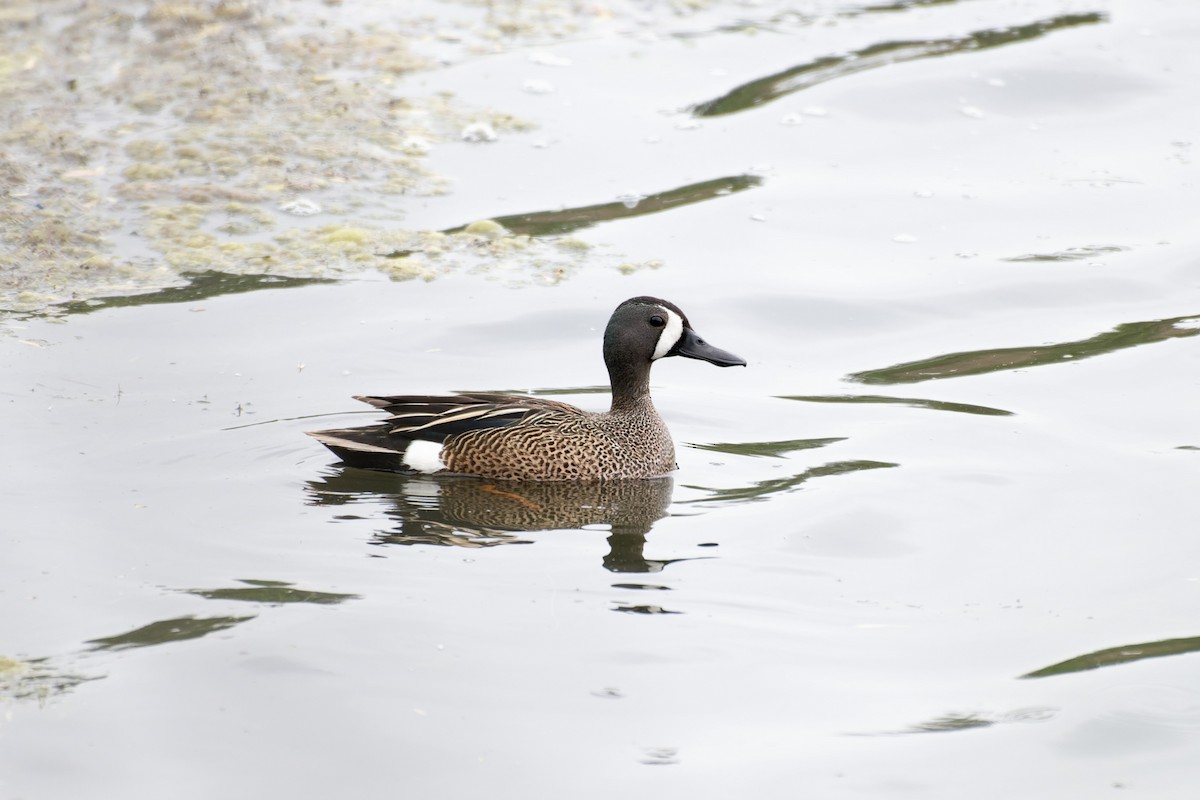 Blue-winged Teal - ML617641878