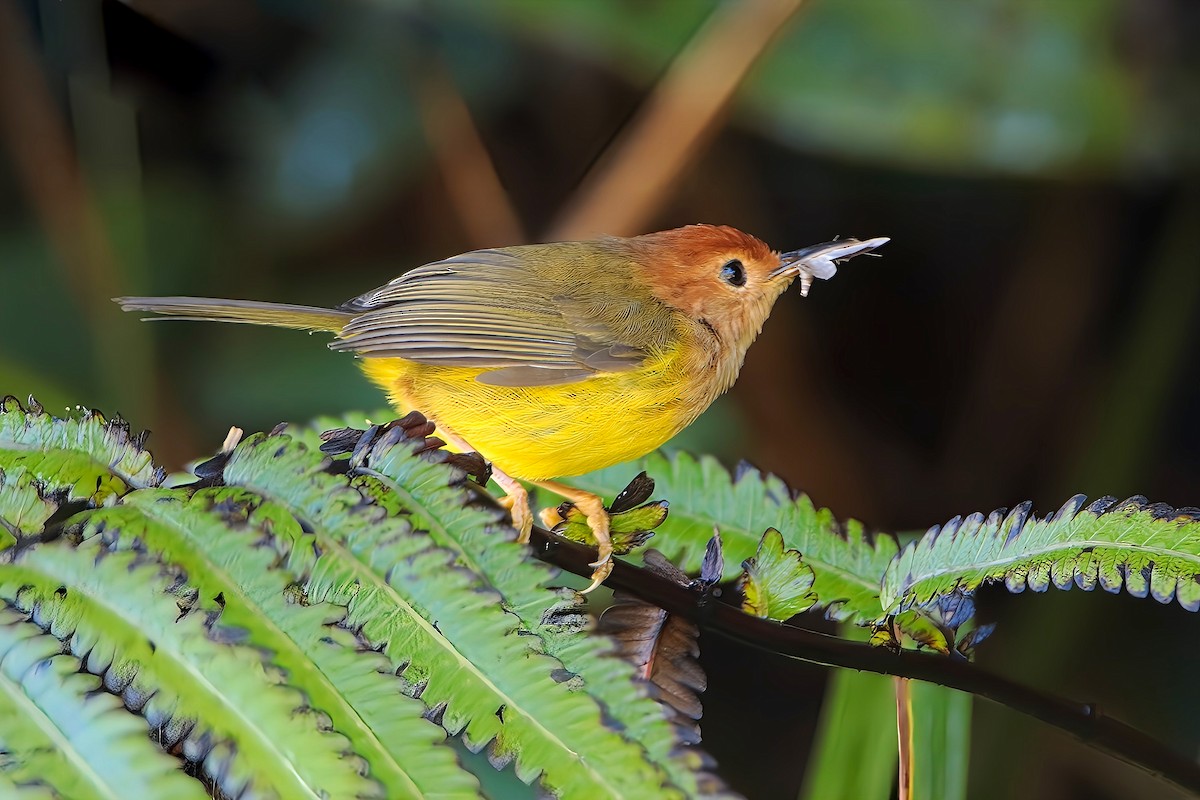 Rufous-headed Tailorbird - ML617641904