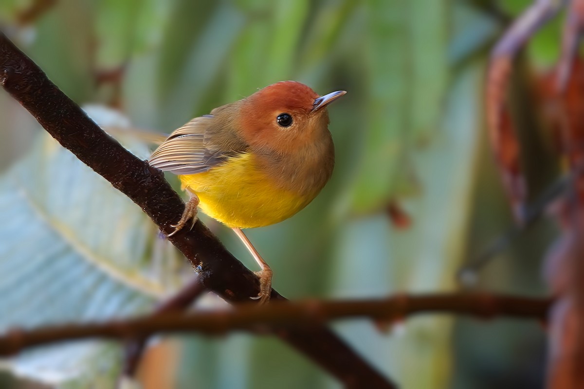 Rufous-headed Tailorbird - ML617641908