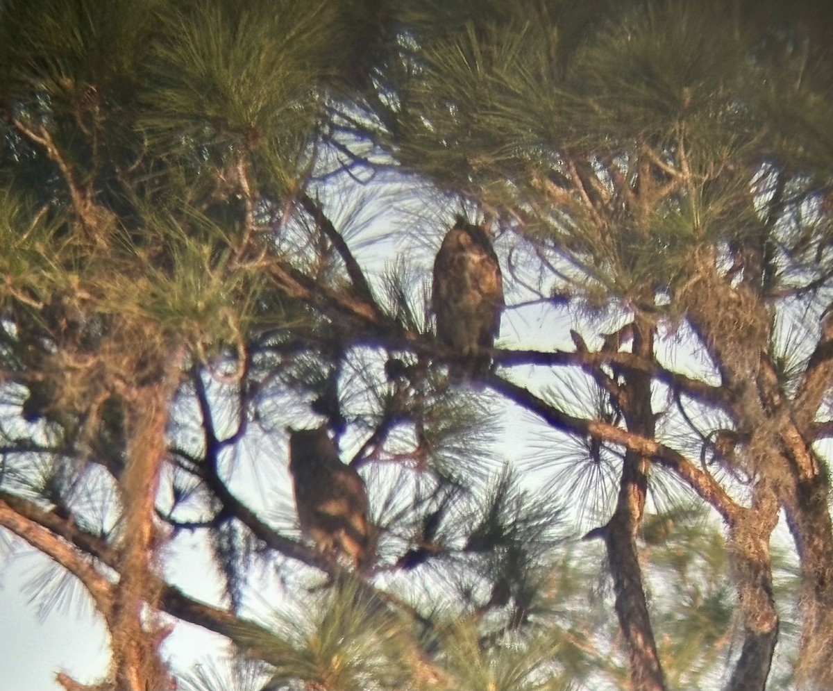 Great Horned Owl - Marian Jordan