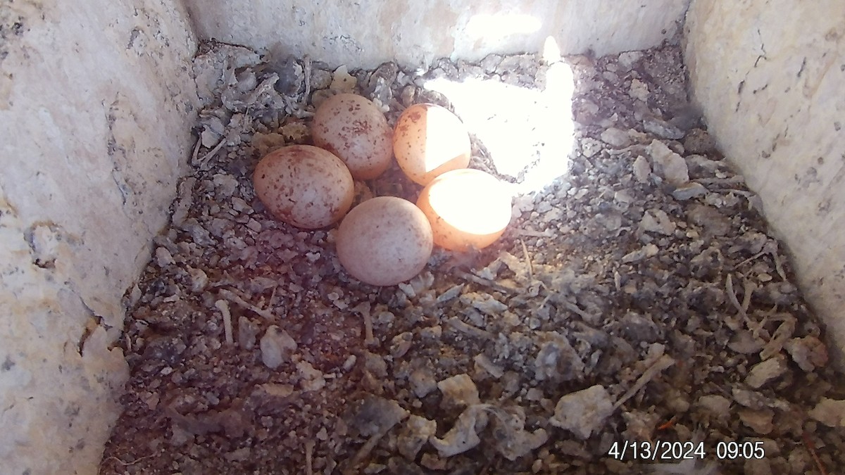 American Kestrel - ML617641917