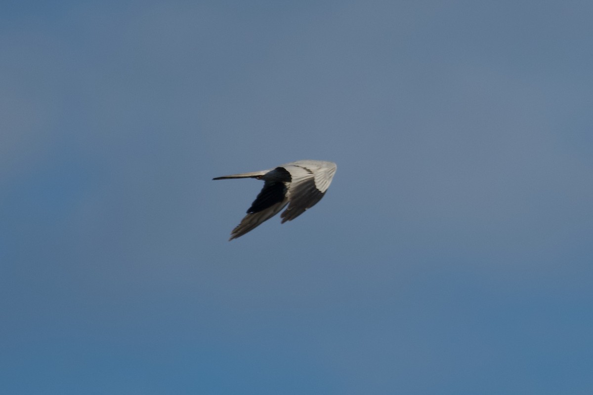 Montagu's Harrier - ML617641922