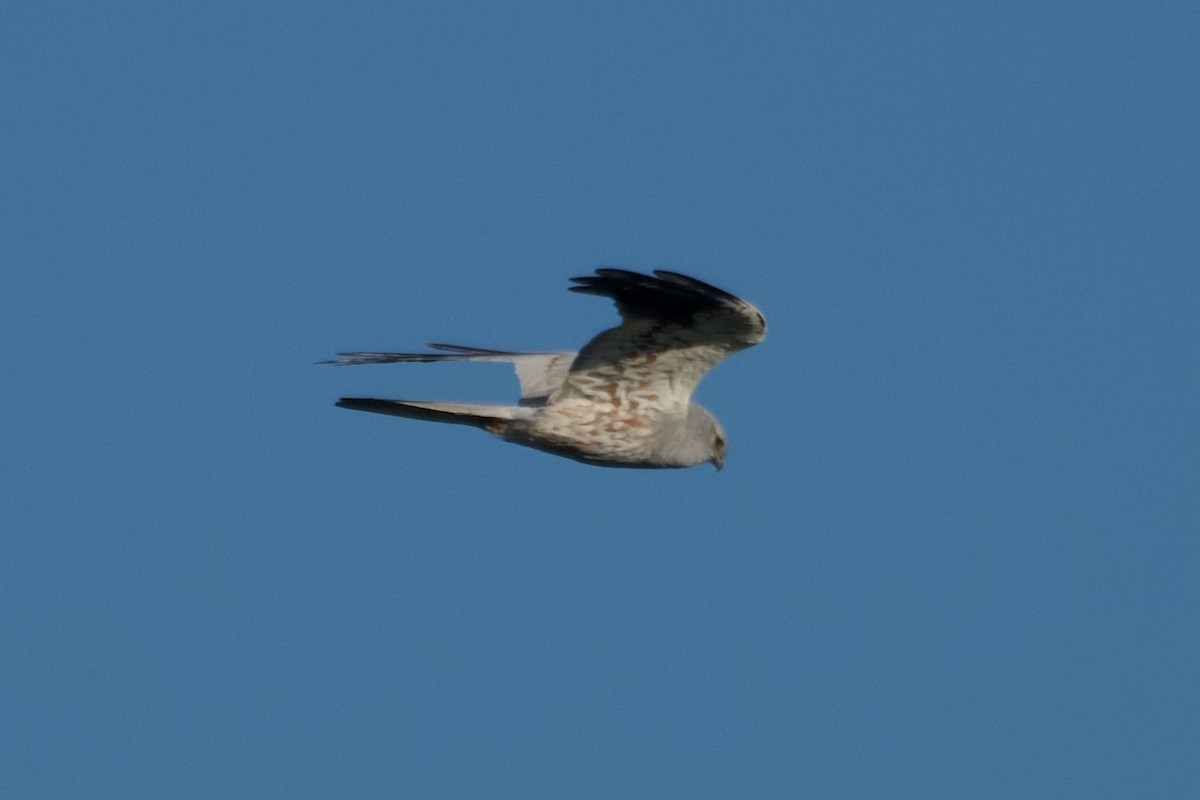 Montagu's Harrier - ML617641923