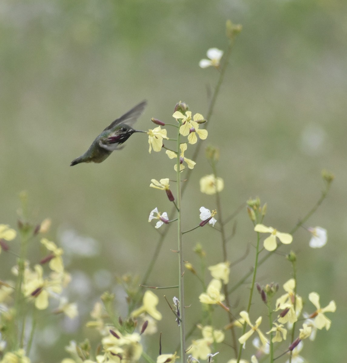 Calliope Hummingbird - John Rodgers