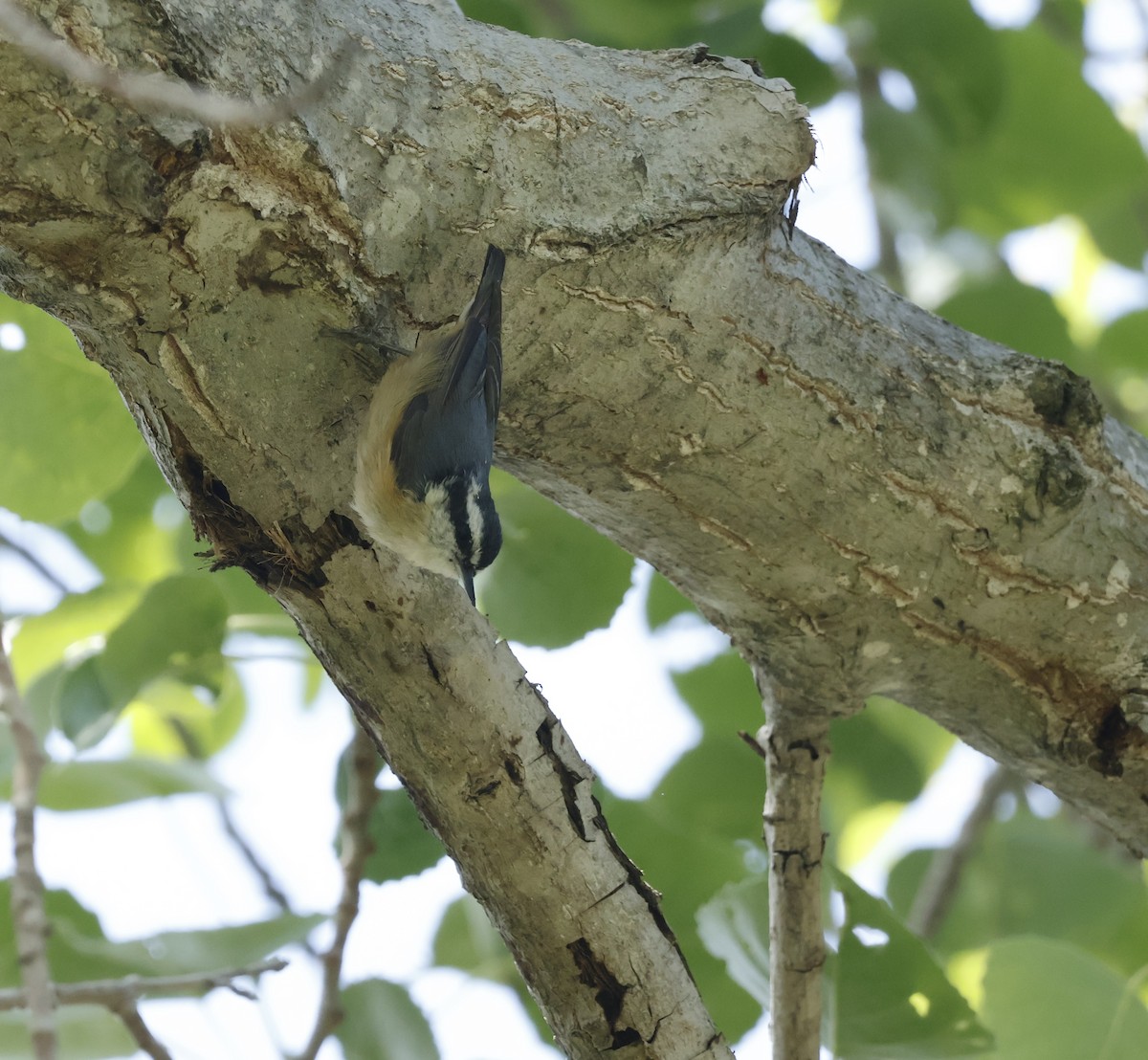 Red-breasted Nuthatch - ML617641933