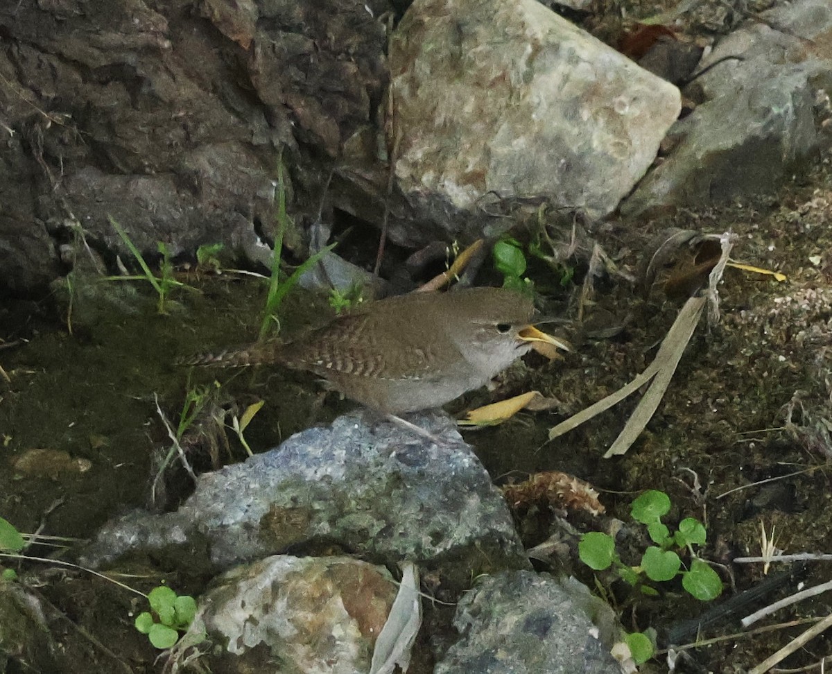 House Wren - ML617641953