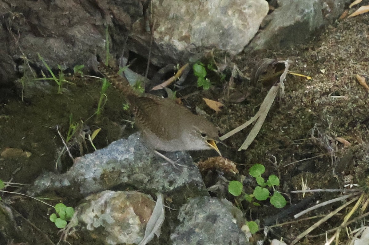 House Wren - ML617641954