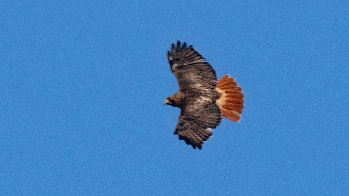 Red-tailed Hawk - ML617641957