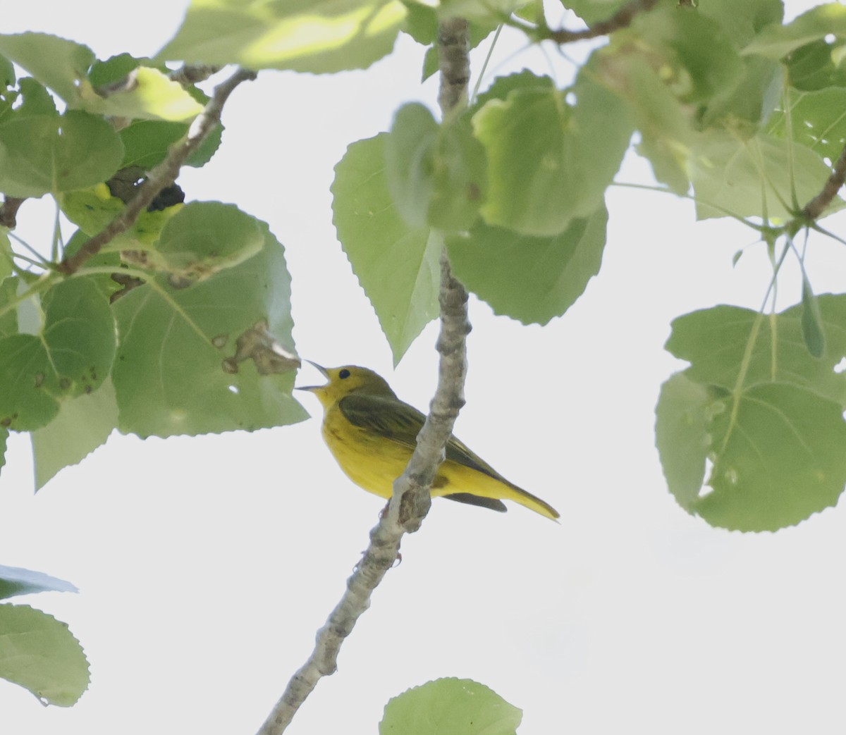 Yellow Warbler - ML617641959