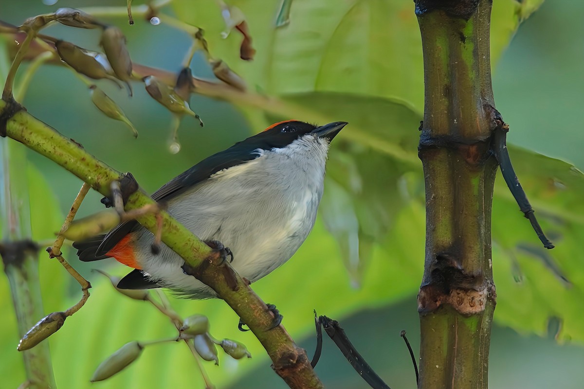 Flame-crowned Flowerpecker - ML617641965