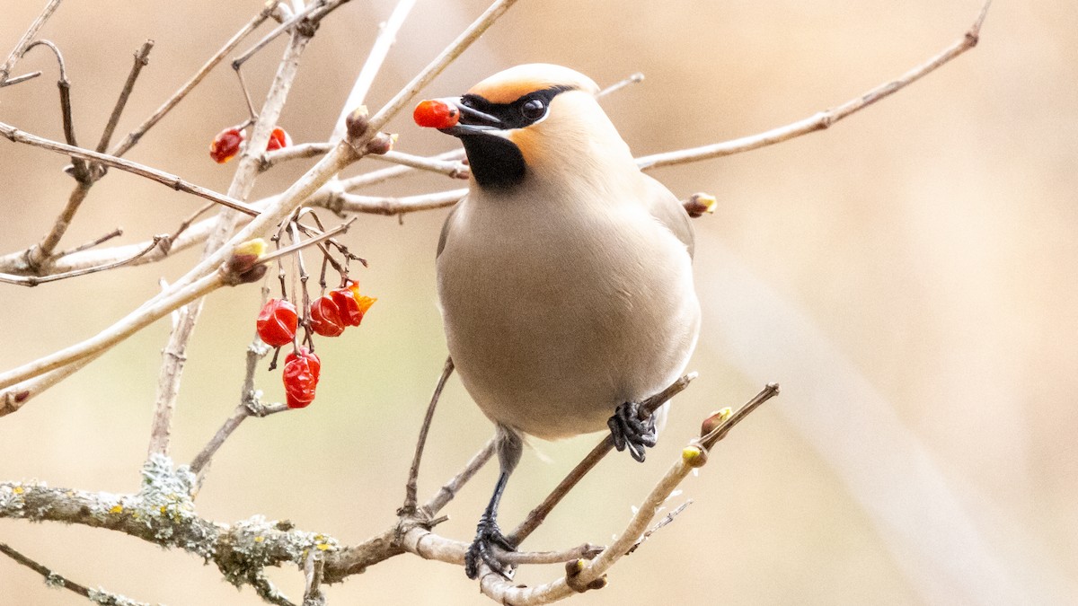 Bohemian Waxwing - ML617641973