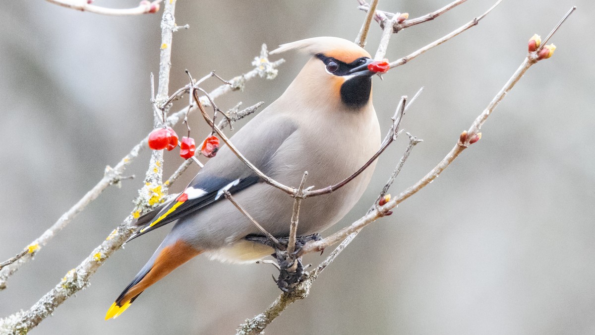 Bohemian Waxwing - ML617641974