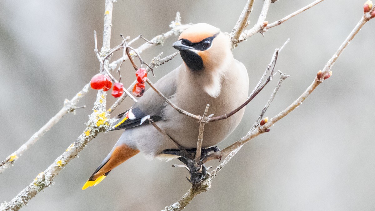 Bohemian Waxwing - ML617641975