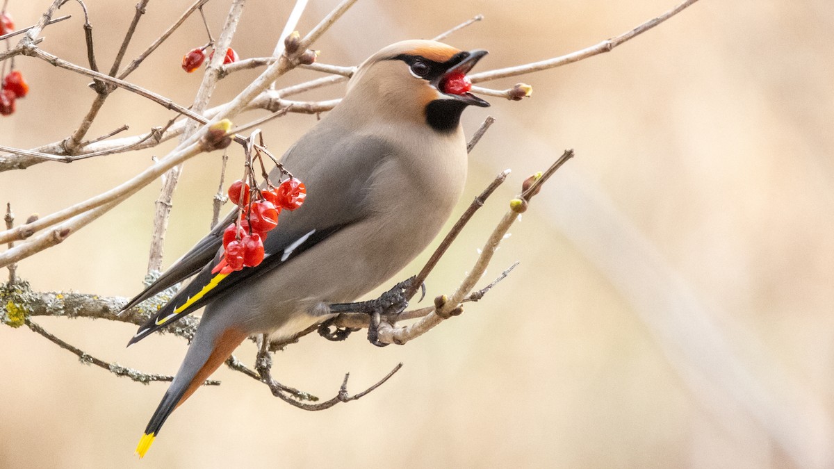 Bohemian Waxwing - ML617641976