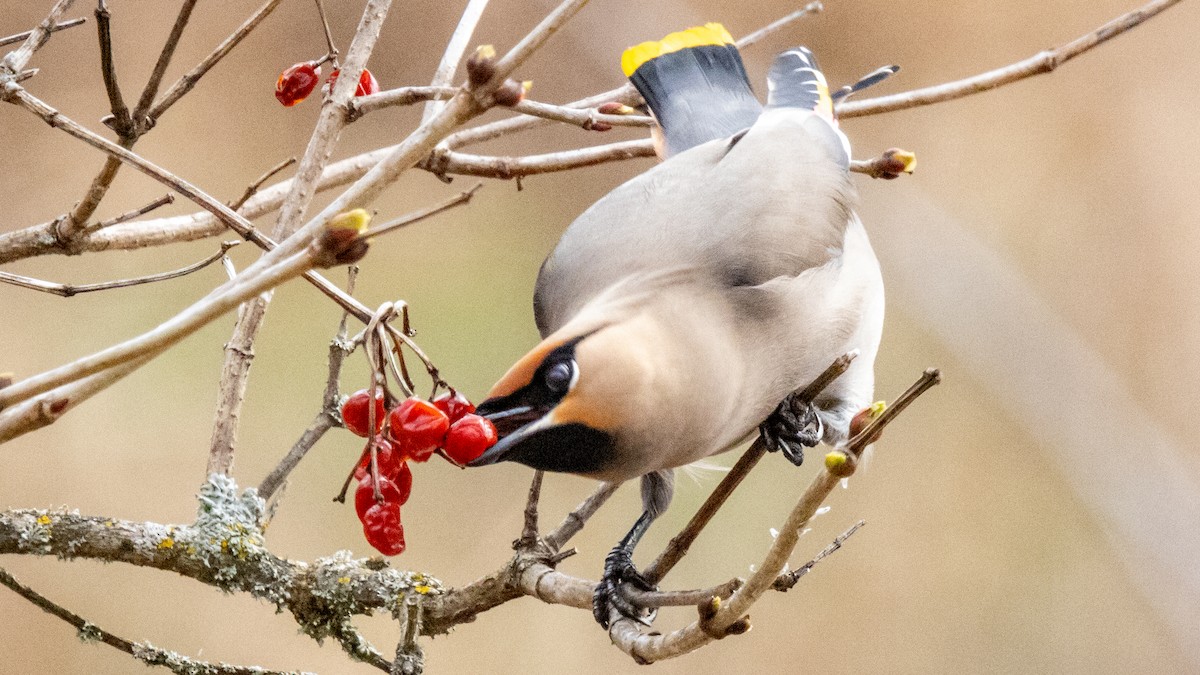 Bohemian Waxwing - ML617641978