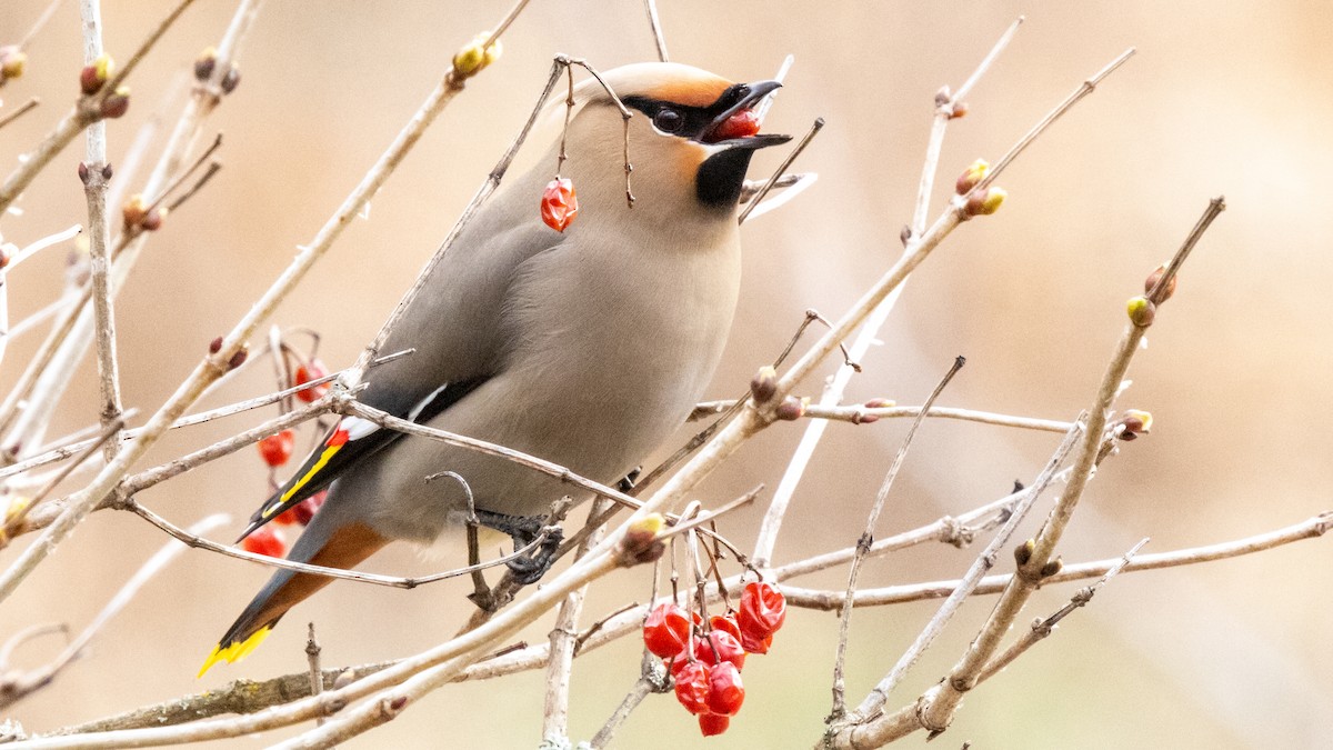 Bohemian Waxwing - ML617641979