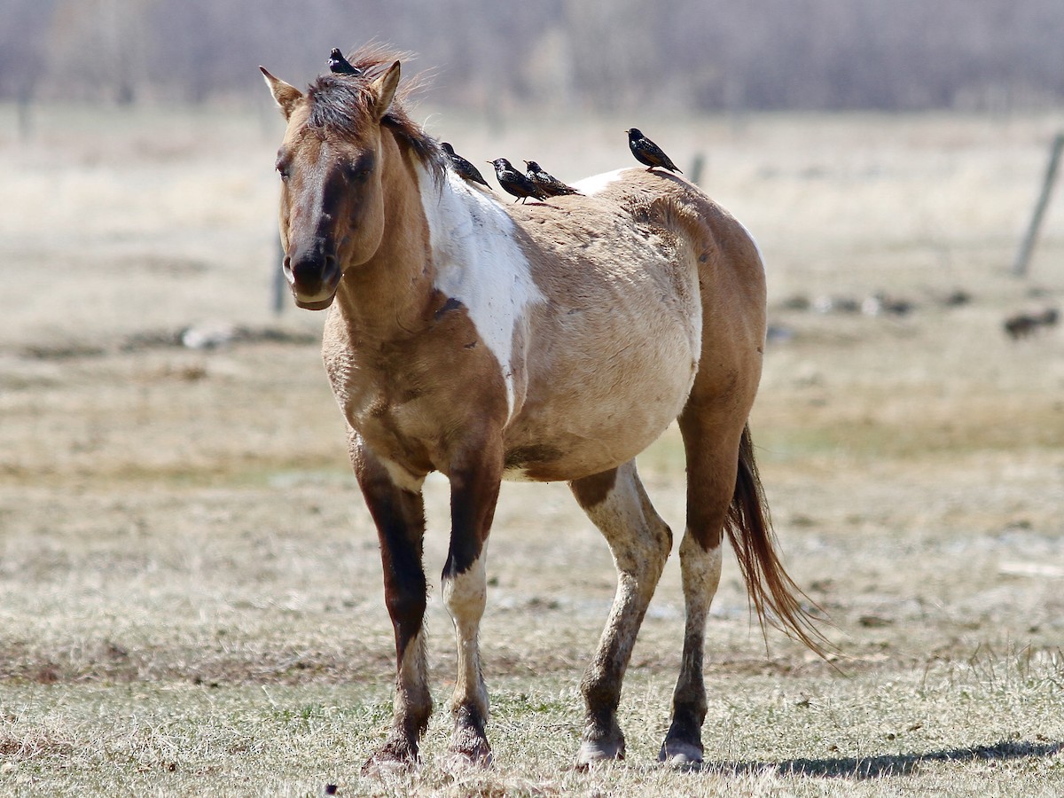 Шпак звичайний - ML617641988