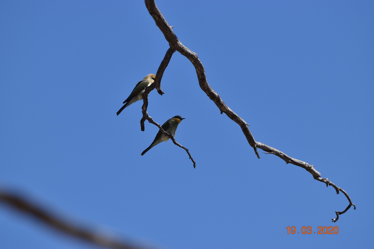 Rainbow Bee-eater - Hitomi Ward