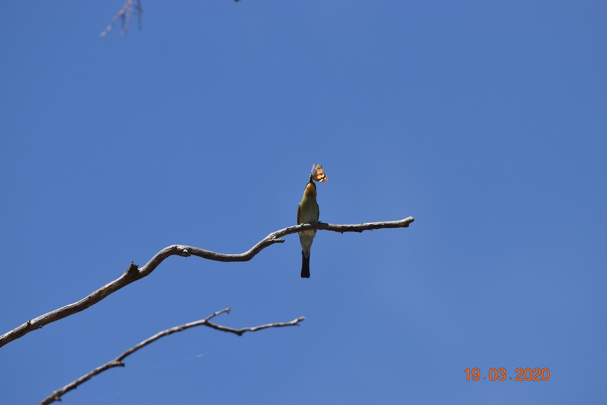 Rainbow Bee-eater - ML617642013