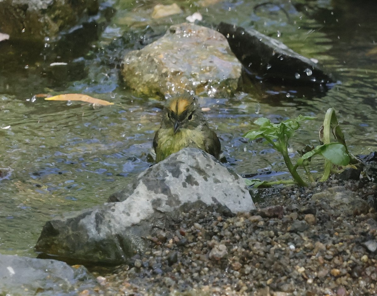 Orange-crowned Warbler - ML617642018