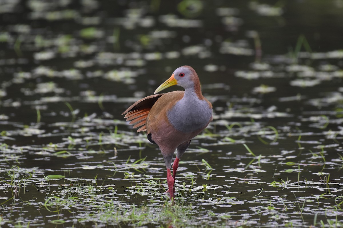 Giant Wood-Rail - ML617642042