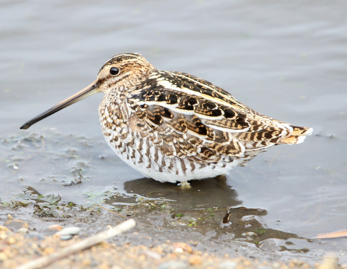 Wilson's Snipe - ML617642076