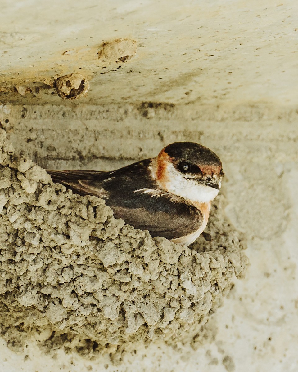 Chestnut-collared Swallow - ML617642082