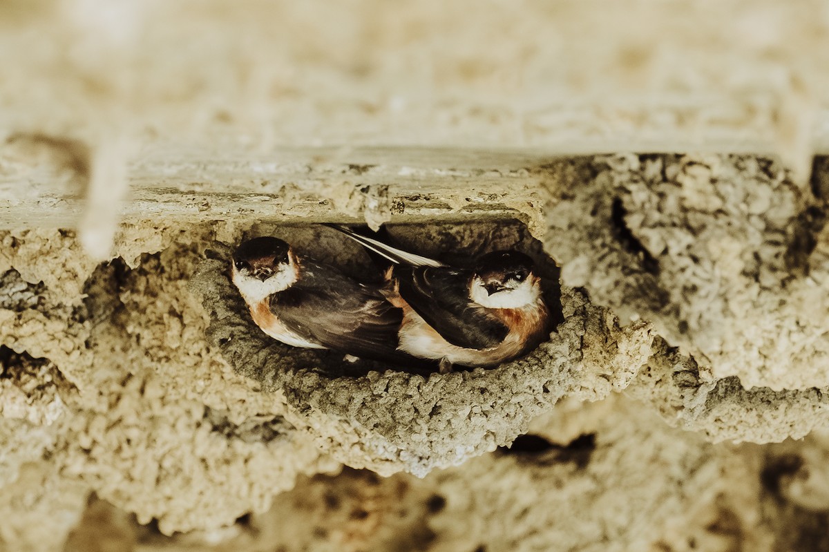 Golondrina Cuellirrufa - ML617642131