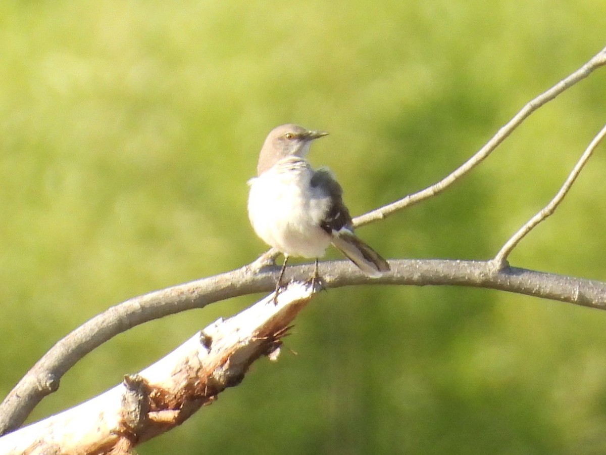 Northern Mockingbird - ML617642140