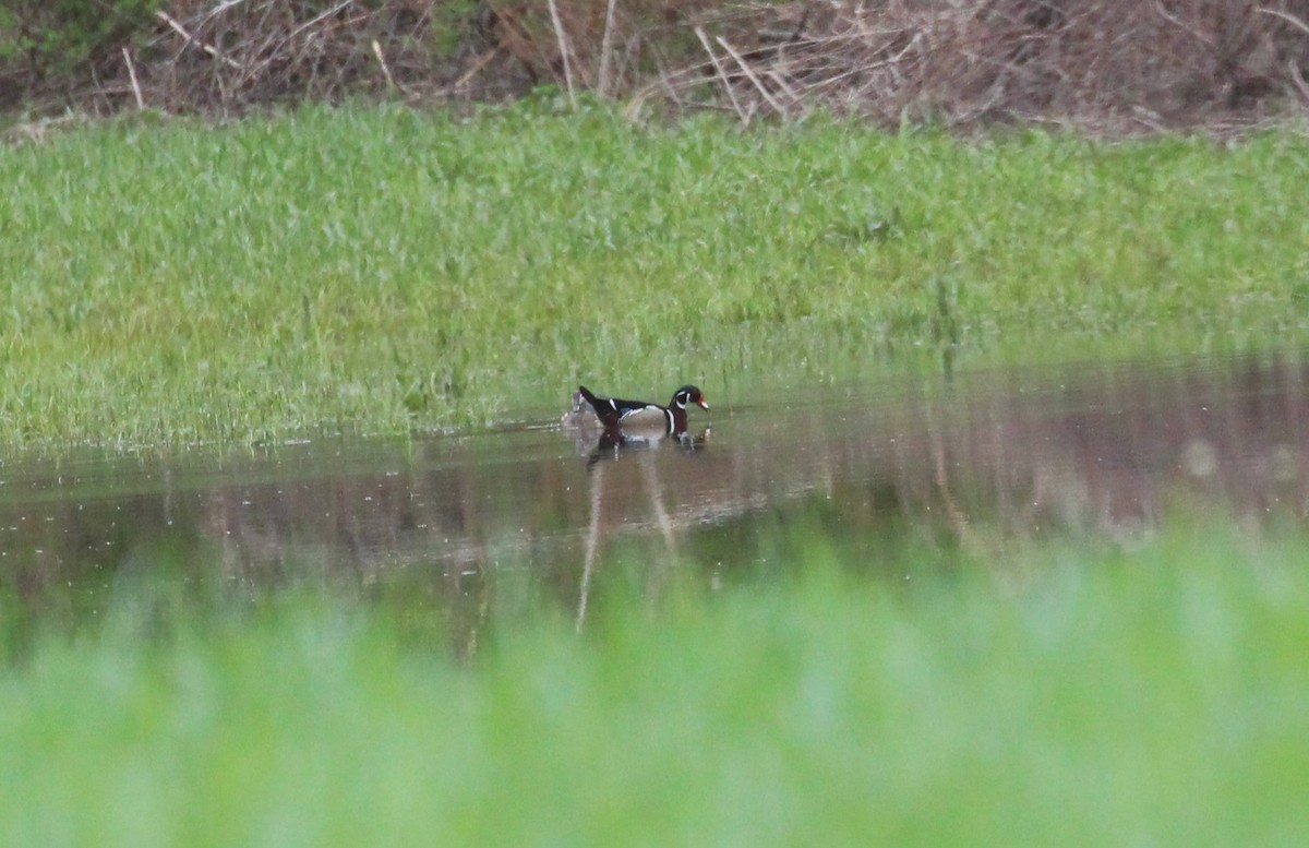 Wood Duck - Theresa Gessing