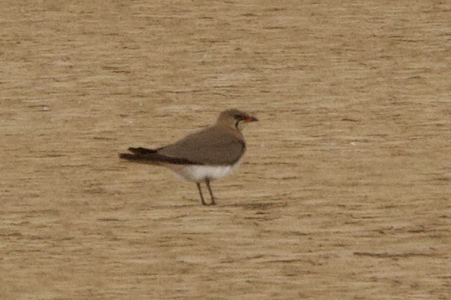 Луговая тиркушка - ML617642154