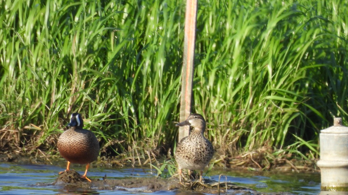 Blue-winged Teal - ML617642159