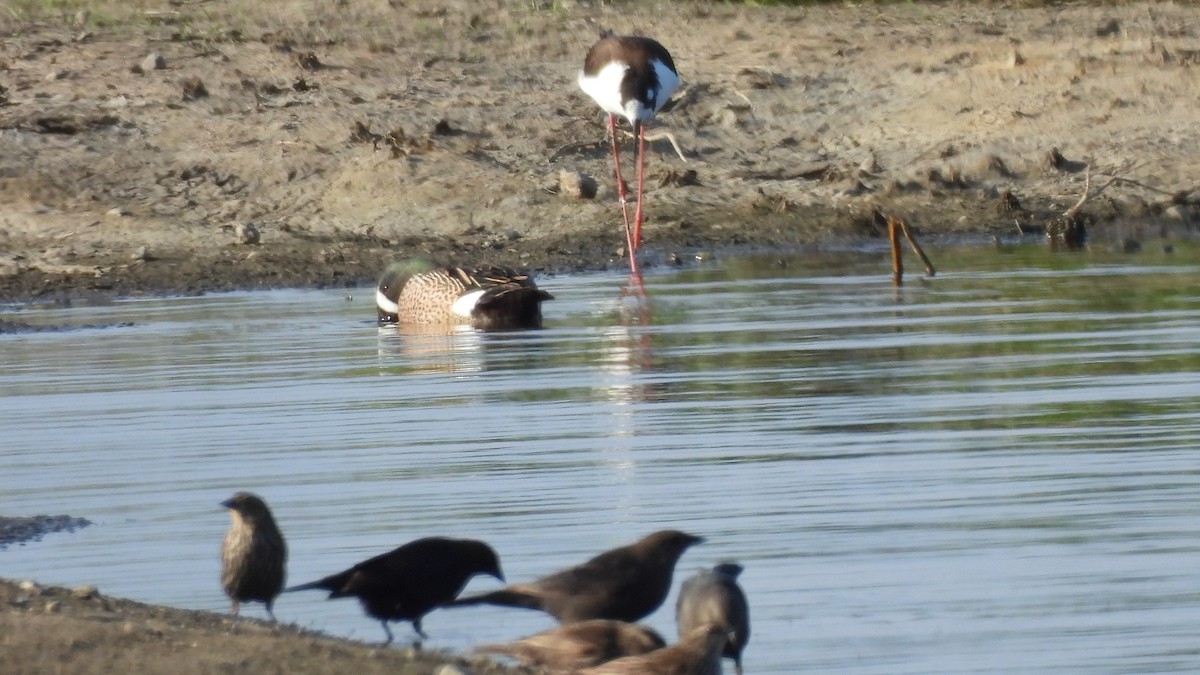 Blue-winged Teal - ML617642171