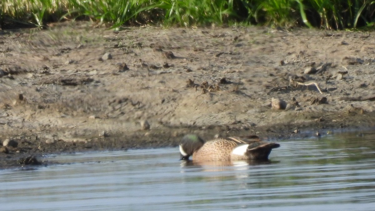 Blue-winged Teal - ML617642172
