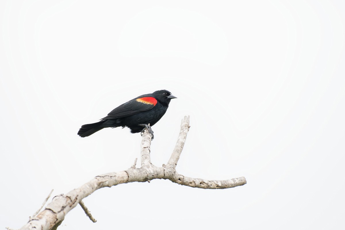 Red-winged Blackbird (Red-winged) - ML617642174