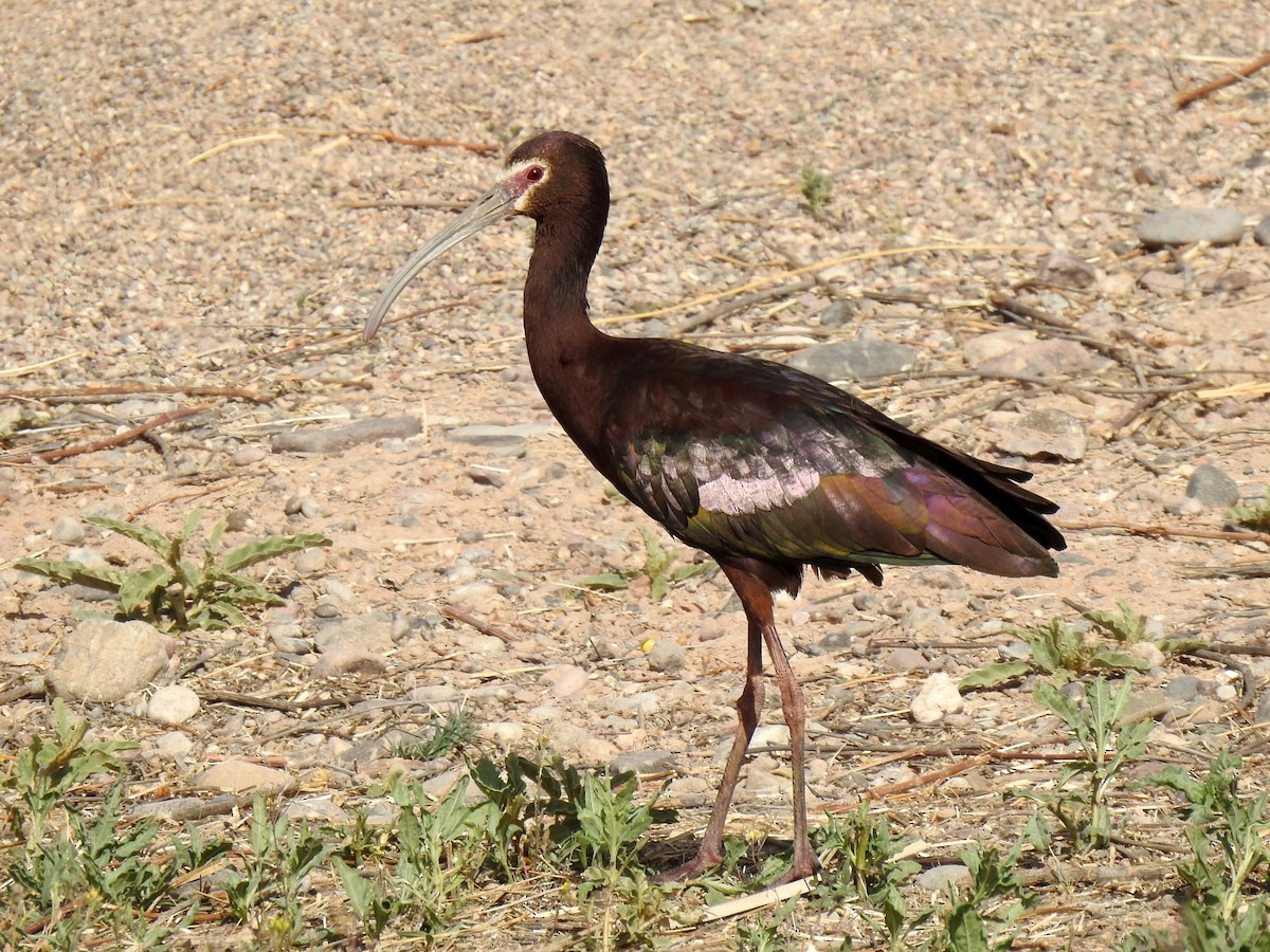 White-faced Ibis - Joel Gilb