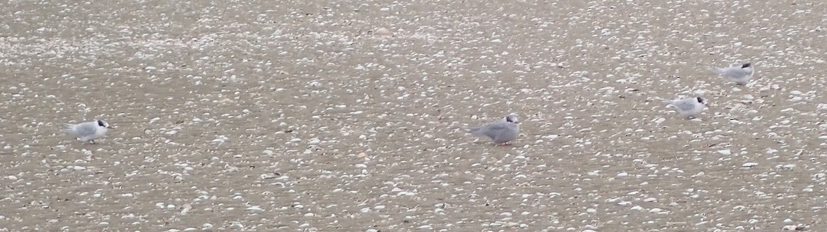 Australian Fairy Tern - ML617642194